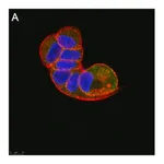 Merck Anti-TSG101 Antibody, clone 2H18 ZooMAb Rabbit Monoclonal