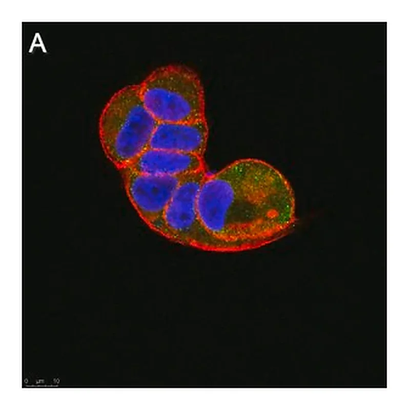 Merck Anti-TSG101 Antibody, clone 2H18 ZooMAb Rabbit Monoclonal