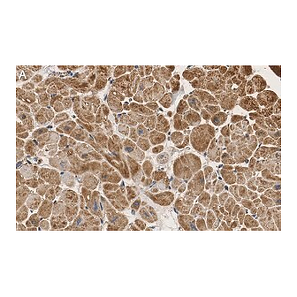 Merck Anti-PDK4 Antibody, clone 2H5 ZooMAb Rabbit Monoclonal