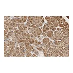 Merck Anti-PDK4 Antibody, clone 2H5 ZooMAb Rabbit Monoclonal