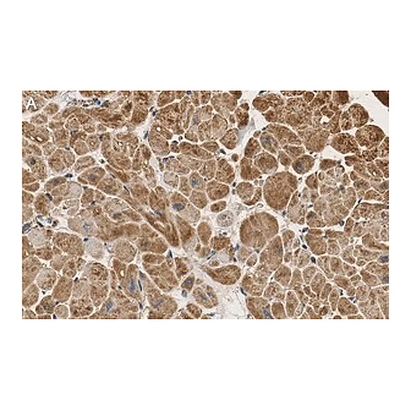 Merck Anti-PDK4 Antibody, clone 2H5 ZooMAb Rabbit Monoclonal