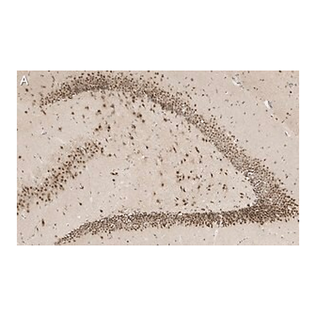 Merck Anti-C9ORF72 (long form) Antibody, clone 1I9 ZooMAb Rabbit Monoclonal