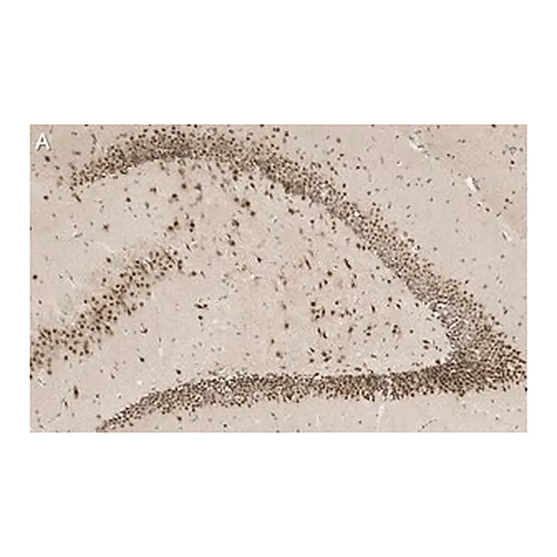 Merck Anti-C9ORF72 (long form) Antibody, clone 1I9 ZooMAb Rabbit Monoclonal
