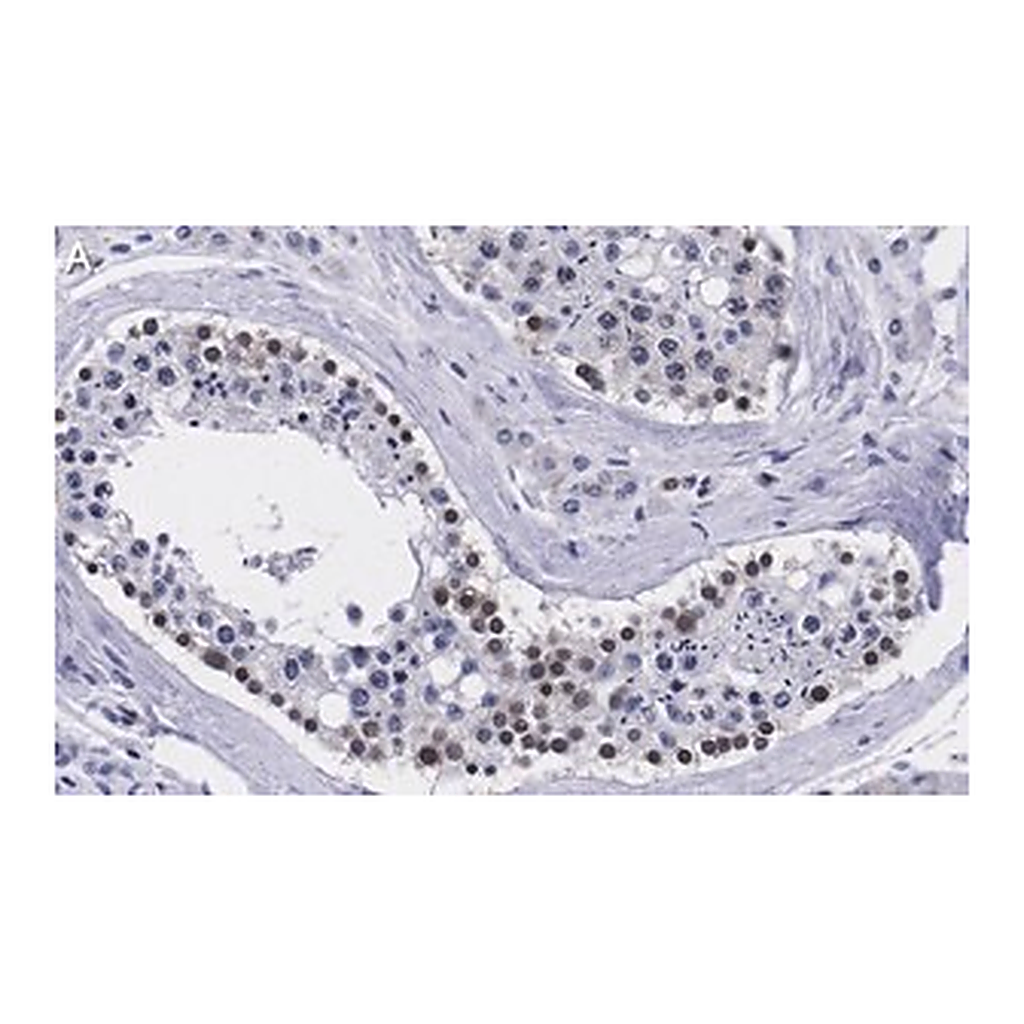 Merck Anti-Smad1 Antibody, clone 1B9 ZooMAb Rabbit Monoclonal