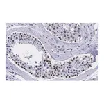 Merck Anti-Smad1 Antibody, clone 1B9 ZooMAb Rabbit Monoclonal