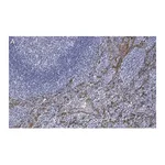 Merck Anti-Cytokeratin 5/6 Antibody, clone D5/16 B4 ZooMAb Mouse Monoclonal