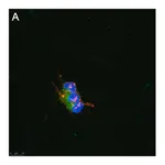 Merck Anti-pan-Na+ Channel Antibody, clone 4B8 ZooMAb Rabbit Monoclonal