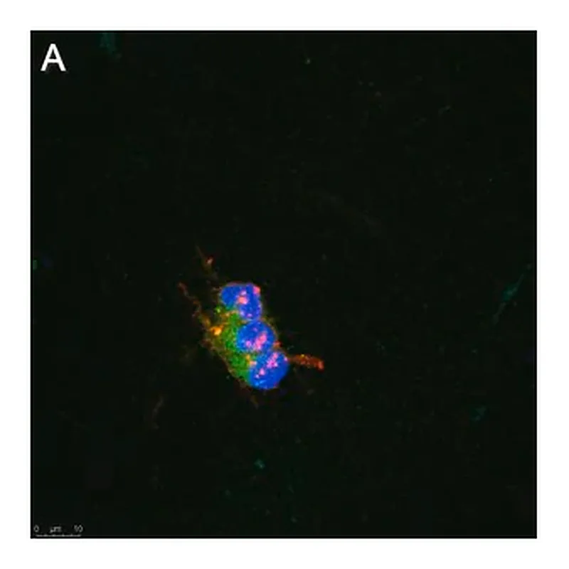 Merck Anti-pan-Na+ Channel Antibody, clone 4B8 ZooMAb Rabbit Monoclonal