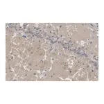 Merck Anti-PSD95 Antibody, clone K28/43 ZooMAb Mouse Monoclonal
