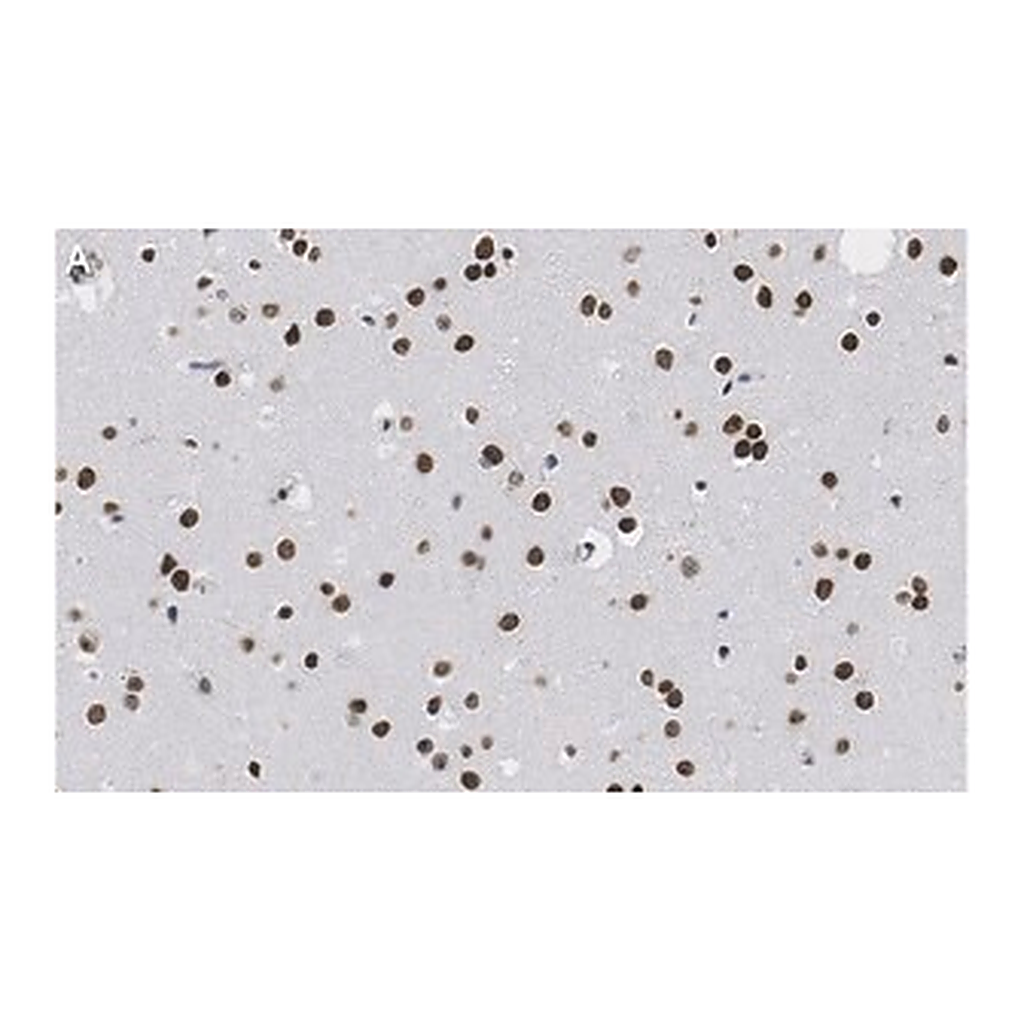 Merck Anti-Nuclei Antibody, clone 3E1.3 ZooMAb Mouse Monoclonal