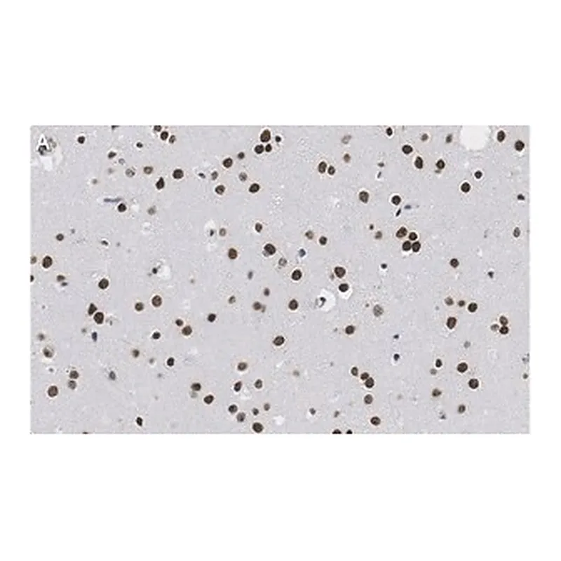 Merck Anti-Nuclei Antibody, clone 3E1.3 ZooMAb Mouse Monoclonal