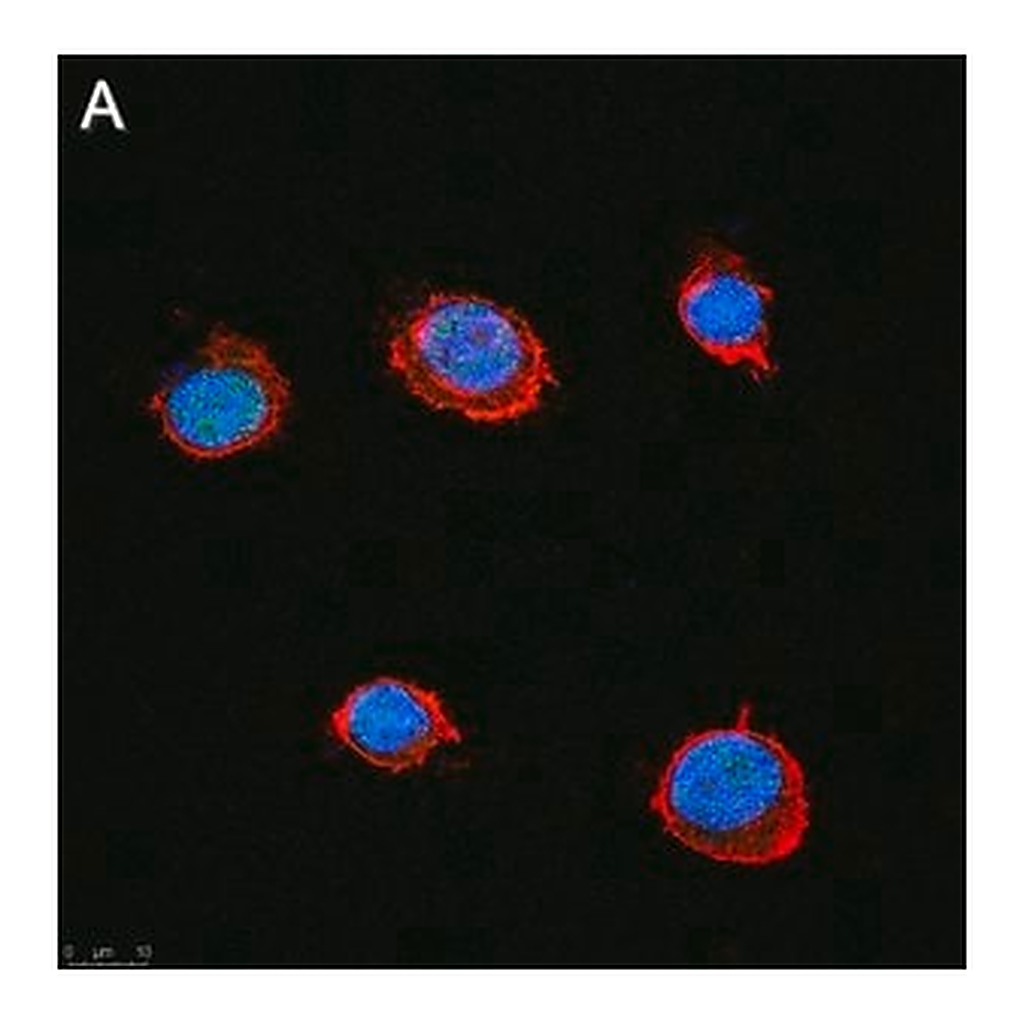Merck Anti-SLFN11 Antibody, clone 3E13 ZooMAb Rabbit Monoclonal