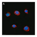 Merck Anti-SLFN11 Antibody, clone 3E13 ZooMAb Rabbit Monoclonal
