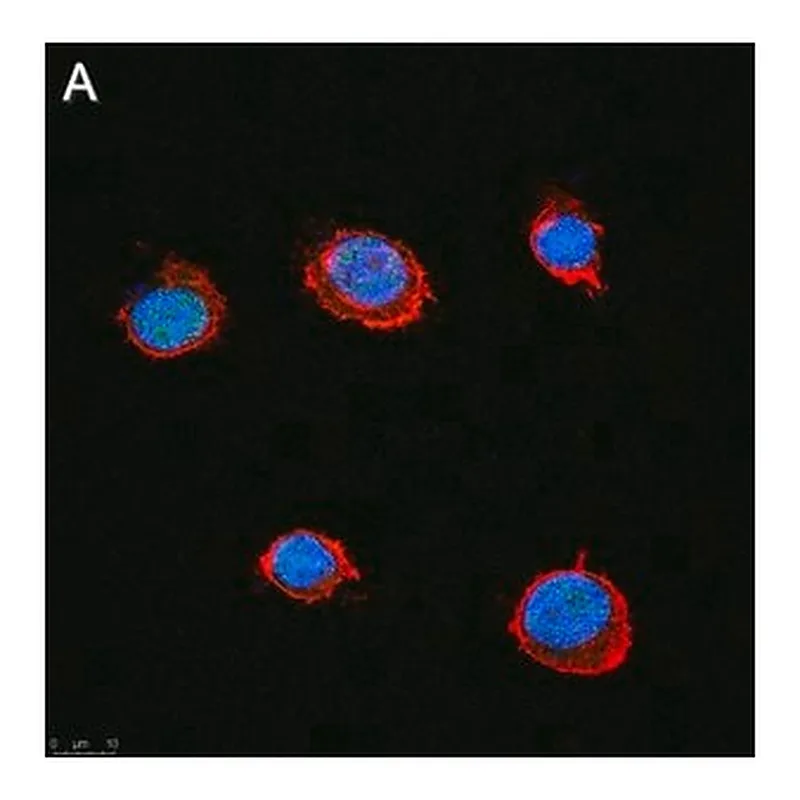 Merck Anti-SLFN11 Antibody, clone 3E13 ZooMAb Rabbit Monoclonal