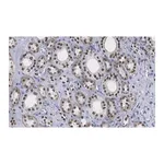 Merck Anti-HNF-1β Antibody, clone 1M22 ZooMAb Rabbit Monoclonal