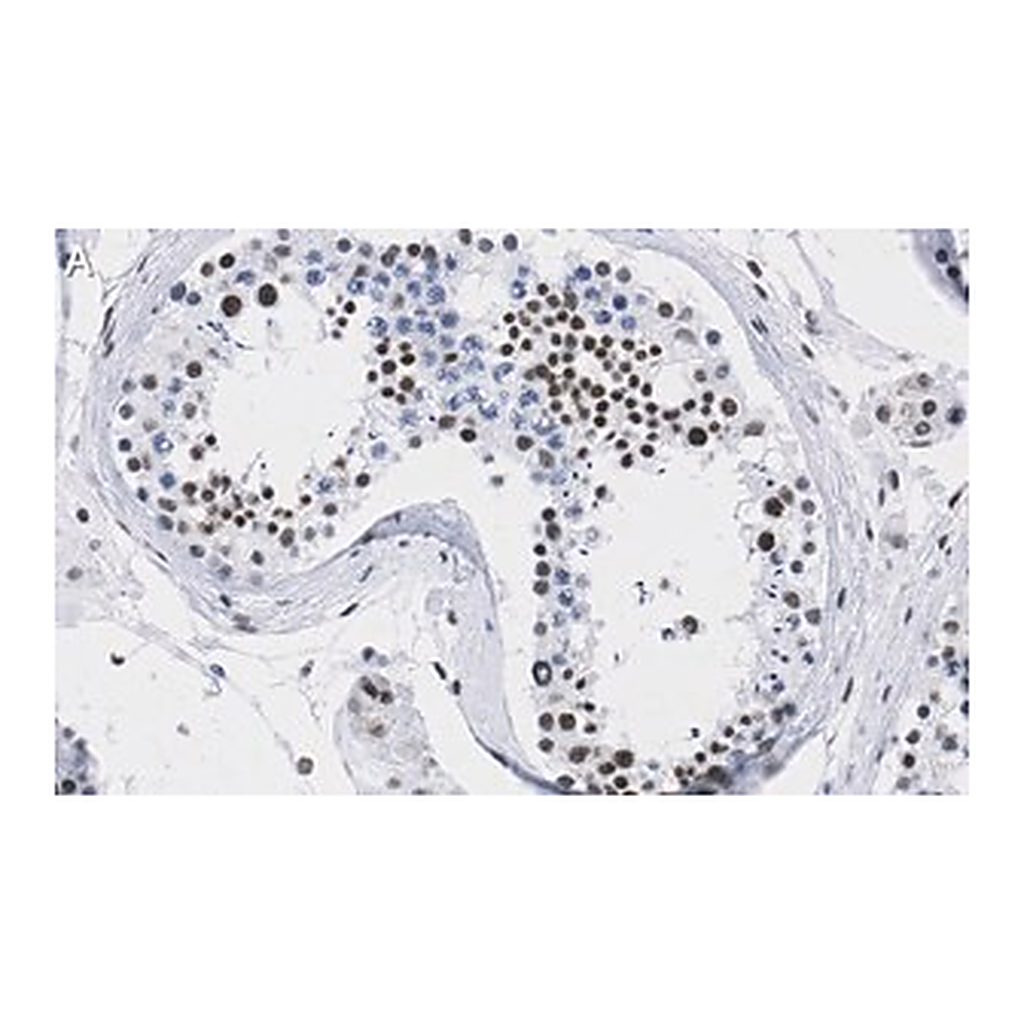 Merck Anti-DAXX Antibody, clone 1L6 ZooMAb Rabbit Monoclonal