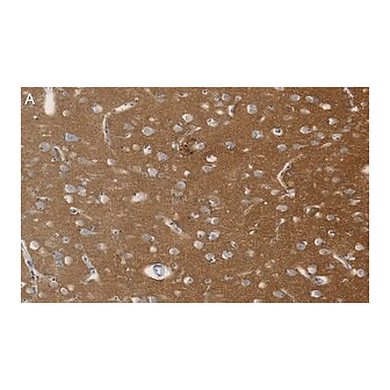 Merck Anti-SNAP-25 Antibody, clone 1J9 ZooMAb Rabbit Monoclonal