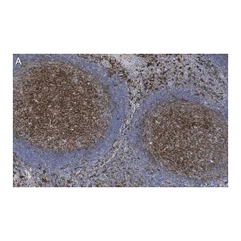 Merck Anti-CD14 Antibody, clone 1B4 ZooMAb Rabbit Monoclonal
