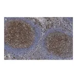Merck Anti-CD14 Antibody, clone 1B4 ZooMAb Rabbit Monoclonal
