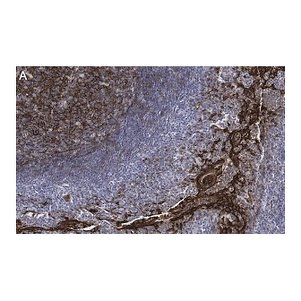 Merck Anti-Clusterin Antibody, clone 2F23 ZooMAb Rabbit Monoclonal