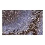 Merck Anti-Clusterin Antibody, clone 2F23 ZooMAb Rabbit Monoclonal