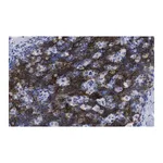 Merck Anti-CD8β Antibody, clone 1H21 ZooMAb Rabbit Monoclonal