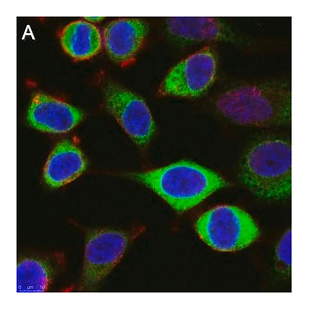 Merck Anti-CAPRIN1 Antibody, clone 1F2 ZooMAb Rabbit Monoclonal