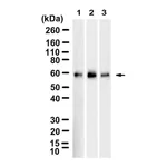 Merck Anti-SMAD4 Antibody, clone 1C14 ZooMAb Rabbit Monoclonal