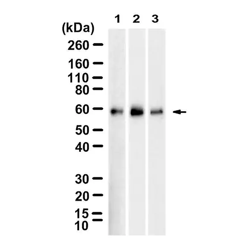 Merck Anti-SMAD4 Antibody, clone 1C14 ZooMAb Rabbit Monoclonal