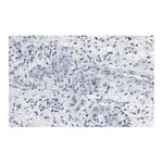 Merck Anti-p-PTEN (Tyr240) Antibody, clone 3G6 ZooMAb Rabbit Monoclonal