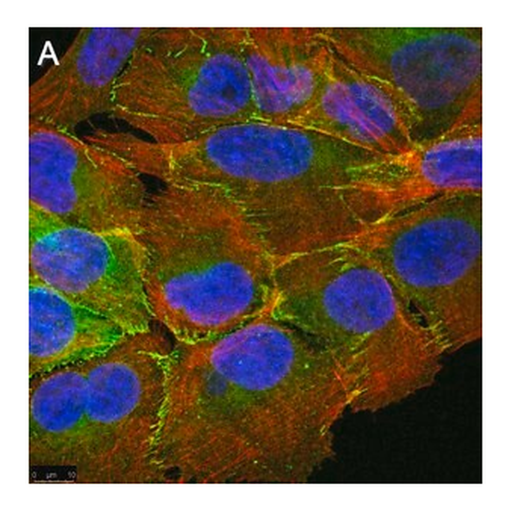 Merck Anti-PARD-3 Antibody, clone 1N18 ZooMAb Rabbit Monoclonal
