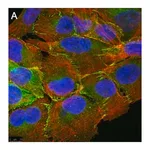 Merck Anti-PARD-3 Antibody, clone 1N18 ZooMAb Rabbit Monoclonal