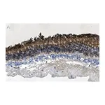 Merck Anti-Rhodopsin CT Antibody, clone Rho 1D4 ZooMAb Mouse Monoclonal