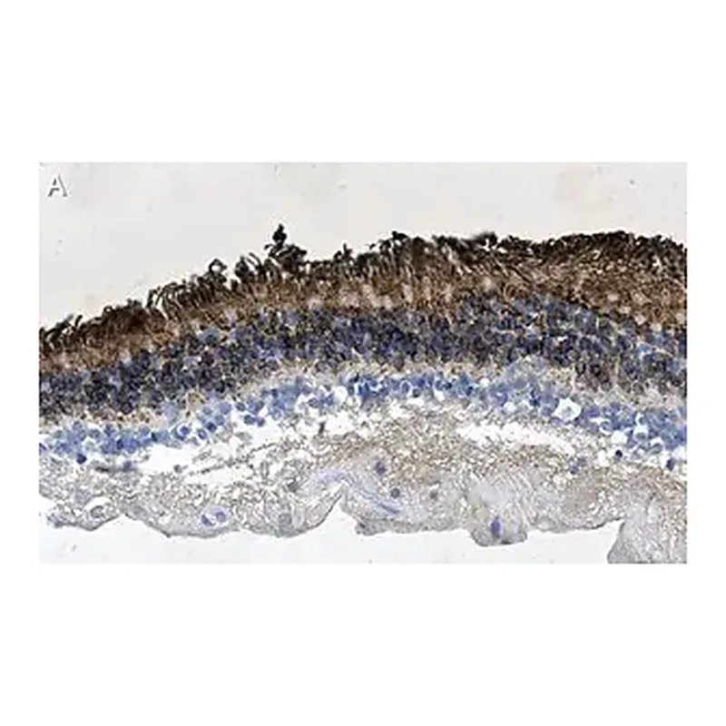 Merck Anti-Rhodopsin CT Antibody, clone Rho 1D4 ZooMAb Mouse Monoclonal