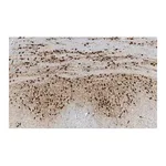 Merck Anti-Calretinin Antibody, clone 6B8.2 ZooMAb Mouse Monoclonal