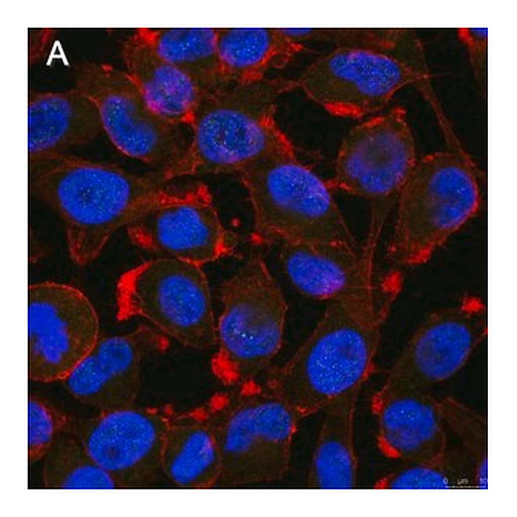 Merck Anti-Notch1 Antibody, clone 1A32 ZooMAb Rabbit Monoclonal