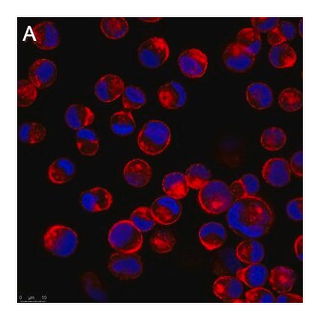 Merck Anti-Influenza A Nucleoprotein Antibody, clone A1 ZooMAb Mouse Monoclonal