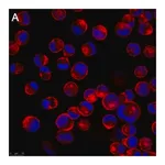 Merck Anti-Influenza A Nucleoprotein Antibody, clone A1 ZooMAb Mouse Monoclonal