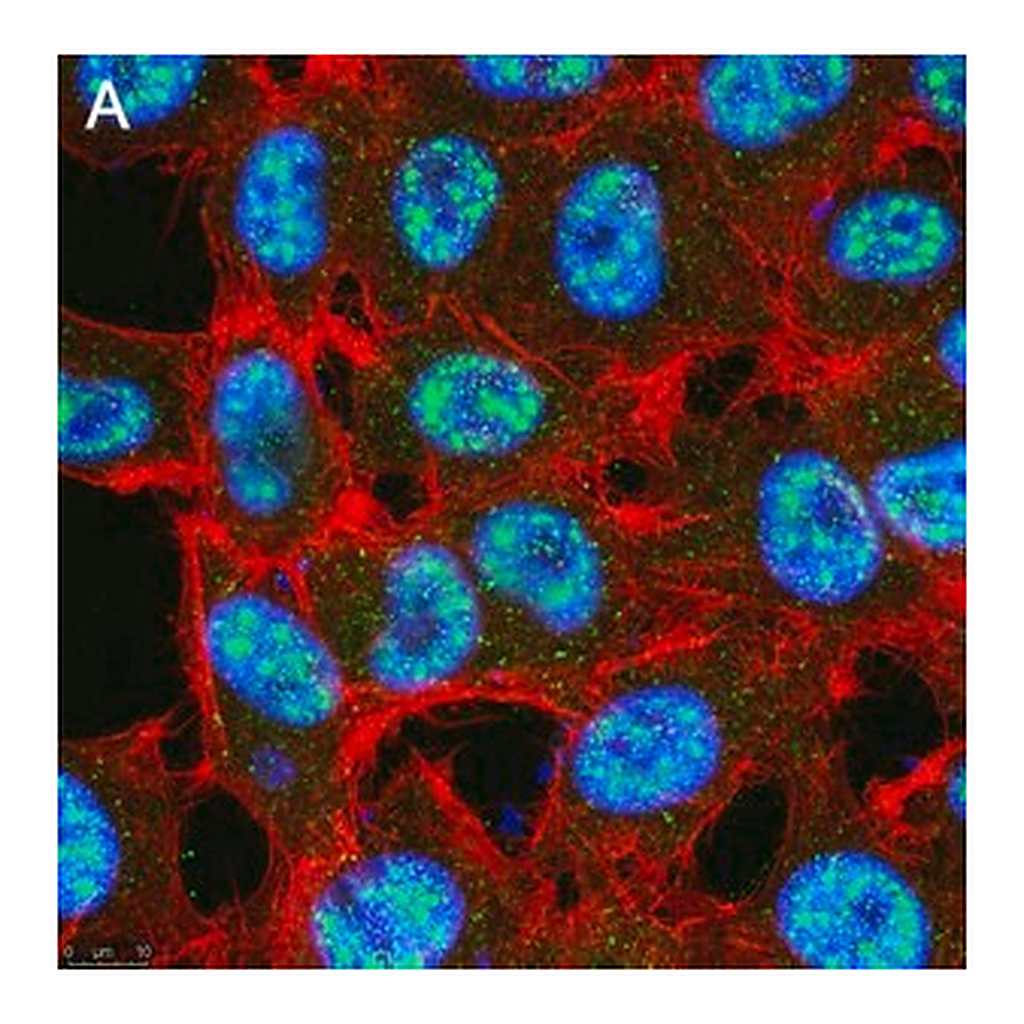 Merck Anti-TET2 Antibody, clone 4L14 ZooMAb Rabbit Monoclonal