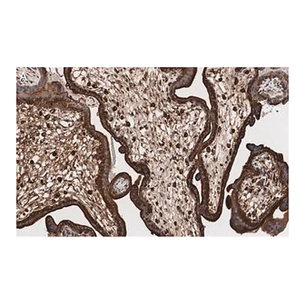 Merck Anti-LAMP-1 Antibody, clone 2E9 ZooMAb Rabbit Monoclonal
