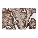 Merck Anti-LAMP-1 Antibody, clone 2E9 ZooMAb Rabbit Monoclonal