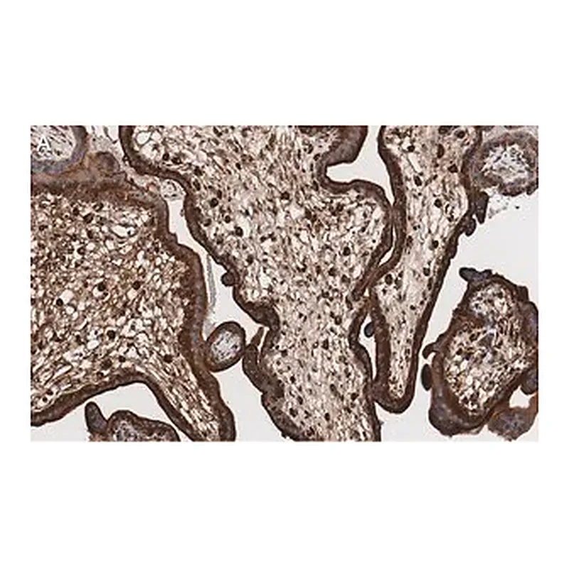 Merck Anti-LAMP-1 Antibody, clone 2E9 ZooMAb Rabbit Monoclonal