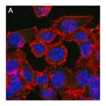 Merck Anti-Myc tag Antibody, clone 4A6 ZooMAb Mouse Monoclonal