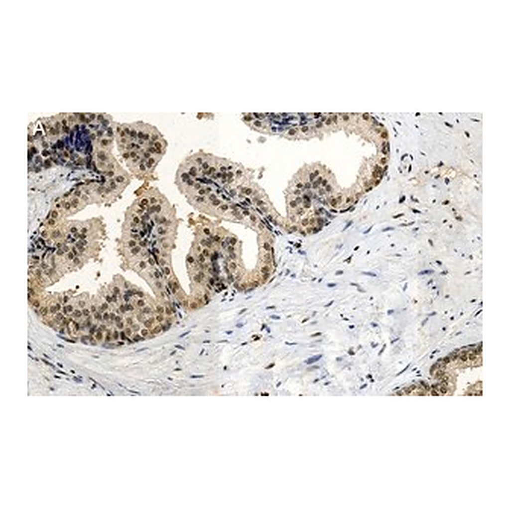 Merck Anti-FGF-2/basic FGF Antibody, clone 1K19 ZooMAb Rabbit Monoclonal