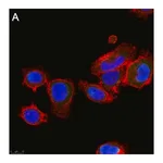 Merck Anti-ALK-7 Antibody, clone 1N5 ZooMAb Rabbit Monoclonal