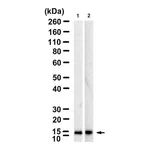 Merck Anti-PHPT1 Antibody, clone 1D19 ZooMAb Rabbit Monoclonal