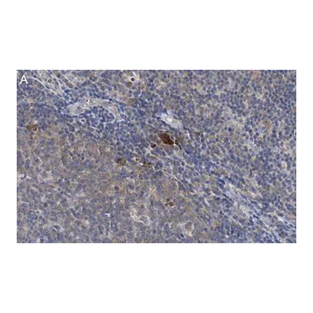 Merck Anti-Thy-1(CD90) Antibody, clone 1I7 ZooMAb Rabbit Monoclonal