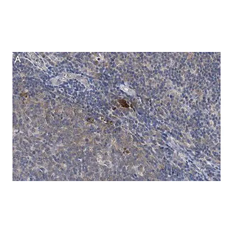 Merck Anti-Thy-1(CD90) Antibody, clone 1I7 ZooMAb Rabbit Monoclonal