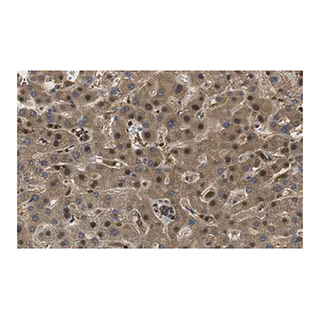 Merck Anti-RORγ Antibody, clone 1D13 ZooMAb Rabbit Monoclonal