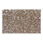 Merck Anti-RORγ Antibody, clone 1D13 ZooMAb Rabbit Monoclonal